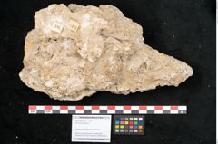 Foto (Objekt + Etikett) von Acer pseudoplatanus L. (NHMW-GEO-2024-0188-11377)